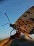 Beautyful butterfly  on blurred background.insect,animal,fauna