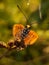 Beautyful butterfly  on blurred background.insect,animal,fauna