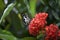 Beautyful Butterfly on flower background nature with flower