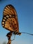 Beautyful butterfly isolated on blurred background.insect,animal,fauna