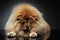 Beautyful Chow-Chow looking down in a dark studio