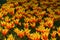 Beautyful colorful yellow-orange tulips, close up