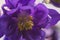 Beautyful delicate wet violet flower.Purple soft aquilegia or granny`s bonnet floret