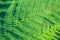 Beautyful fern leaf. Green foliage close up. Natural floral fern background