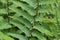 Beautyful ferns leaves green foliage natural floral fern