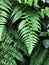 Beautyful ferns leaves green foliage natural floral fern background