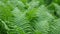 Beautyful ferns leaves green foliage natural floral fern background