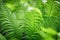 Beautyful ferns leaves green foliage natural floral fern background. selective focus