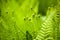 Beautyful ferns leaves green foliage natural floral fern background in sunlight.