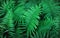 Beautyful ferns leaves green foliage natural floral fern background in sunlight. Bright green fern leaves as background. Selective