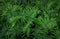 Beautyful ferns leaves green foliage natural floral fern background in sunlight. Bright green fern leaves as background. Selective