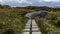 Beautyful Field of cotton grass on lofoten, norway