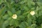 BEAUTYFUL FLOWER OF WHITE COLOUR WITH GREEN LEAVES