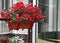 Beautyful flowers decorated terrace of a house