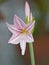The beautyful flowers: Hippeastrum