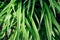 Beautyful green grass stems with dew drops. Natural floral monochrome background, selective focus