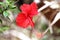 Beautyful Hibiscus flower with bud and leaves