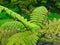 Beautyful leaf of fern Cyathea lepifera