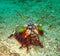 The Beautyful Peacock Mantis Shrimp in the botton of Koh Lipe, Thailand.