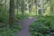 Beautyful pine forest landscape with dirt road