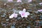 Beautyful pink flowers falling on the ground