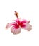 Beautyful pink and red hibiscus flower