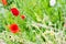 Beautyful poppy flowers in red with green blurry background