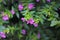 Beautyful small flowers,purplel flower image