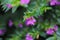 Beautyful small flowers,purplel flower image