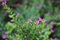 Beautyful small flowers,purplel flower image
