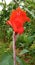 Beautyful Small Red Canna Flower