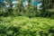 Beautyful Summer Forest. Ferns Leaves Green Foliage