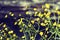 Beautyful tender yellow ranunculus flowers smiling bright sun