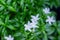 Beautyful white jasmine in the garden.White flowers with green leaves. in Thailand