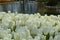 Beautyful white tulips and lake in background
