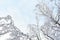 Beautyful winter background with snowy branches