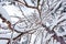 Beautyful winter background with snowy branches