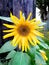 Beautyful yellow sunflower