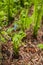 Beautyful young ferns leaves green foliage growing in spring forest. natural floral fern background