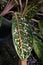 Beautyfull leaf Sri rezeki (Aglaonema)