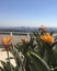 Beautyfull Strelitzia reginae and panorama of Los Angeles