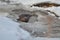 Beaver along stream in the winter