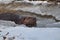 Beaver along stream in the winter