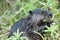 Beaver animal Stock Photos.   Baby animal Beaver close-up profile view with bokeh background