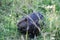 Beaver Animal Stock Photos.   Baby Beaver animal close-up profile view eating grass