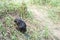 Beaver Animal Stock Photos.   Baby Beaver animal close-up profile view eating grass