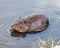 Beaver Animal Stock Photos.  Beaver animal wild feeding close-up profile profile view