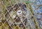 Beaver behind cage mesh Varna Zoo Bulgaria