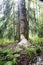 Beaver belted tree with his teeth