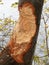 Beaver bite marks on tree trunk in FingerLakes NYS